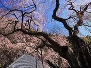 ゆかさんの大円寺の投稿写真1