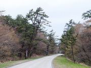 こぼらさんの大山並木松の投稿写真1