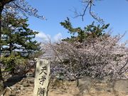 かずさんの松坂城跡(松阪公園)の桜の投稿写真2