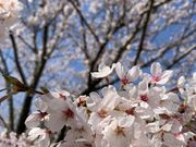 かずさんの松坂城跡(松阪公園)の桜の投稿写真3