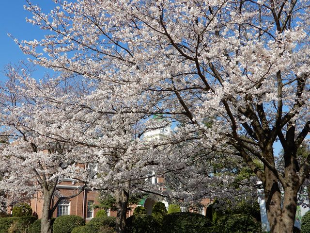 桜_牛久シャトー