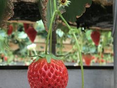 こーちんさんのいちごいちえへの投稿写真1