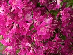 久留米百年公園のつつじの写真1
