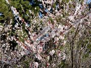 坊ちゃんさんの新地城跡の投稿写真2