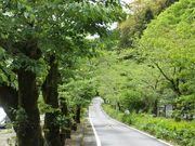 ニコちゃんさんの桜トンネルの投稿写真1