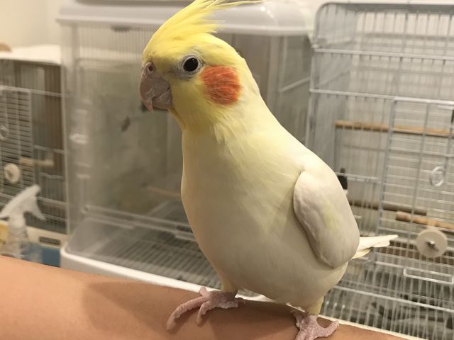 モフモフタイムも満喫できました(^ ^)_ことりカフェ心斎橋