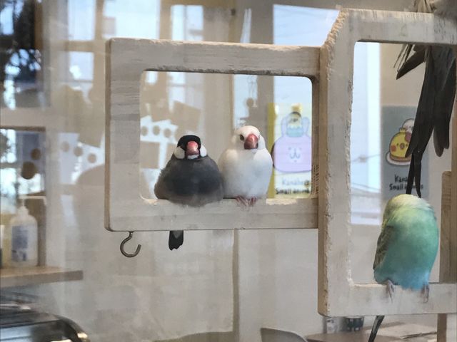 夫と2人で癒されてきました_ことりカフェ心斎橋