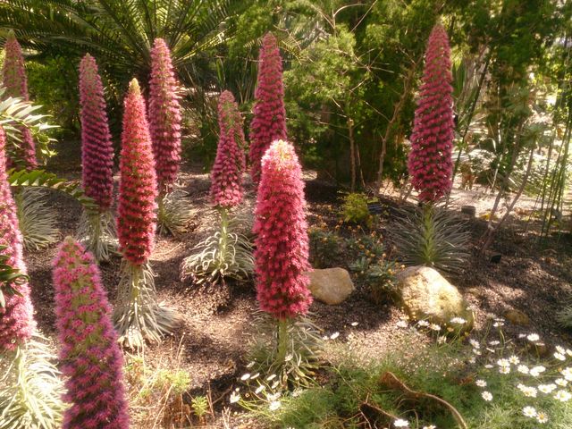 宝石の塔と言われる_筑波実験植物園