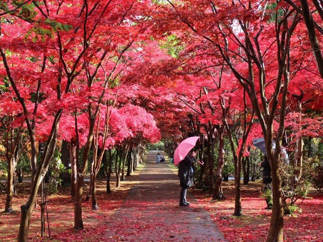 ノムラモミジのトンネル_平岡樹芸センター