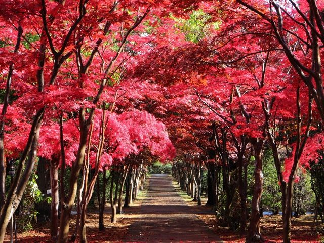 真赤に燃える葉_平岡樹芸センター