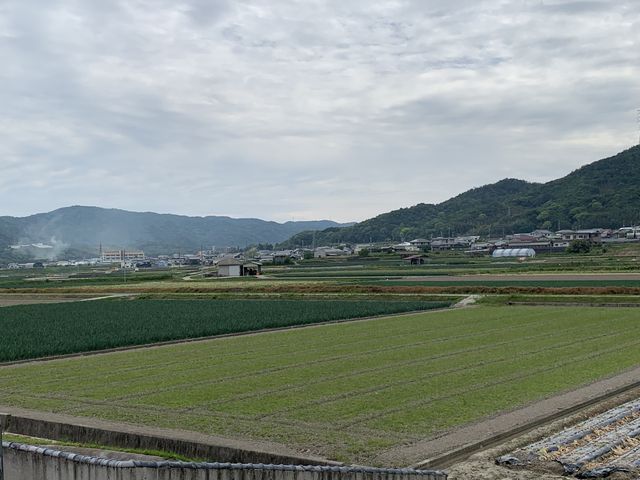 玉ねぎ畑_淡路島