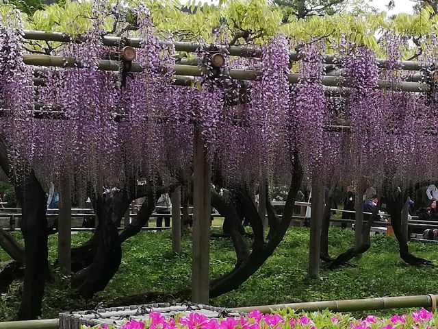 ふじ_平等院のふじ