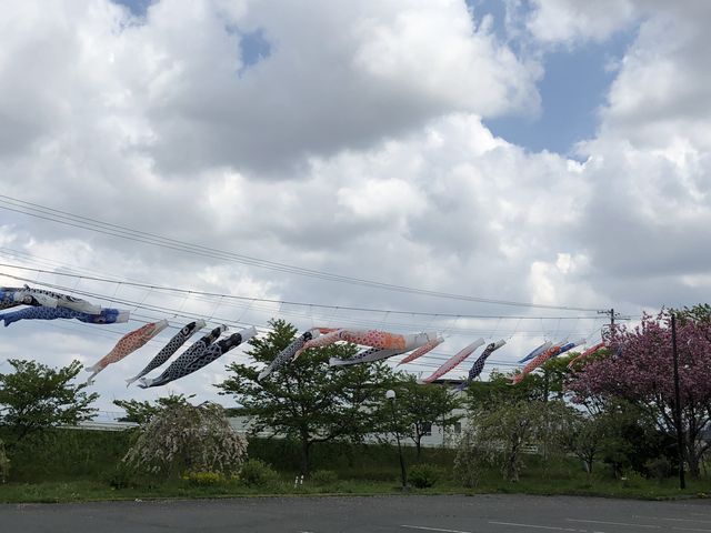 さくらの湯駐車場から見えた鯉のぼり_うたたねカフェさくらの湯