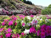 626さんの三室戸寺庭園の投稿写真1
