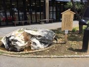 すみれキッチンさんの亀じるし 本店の投稿写真1
