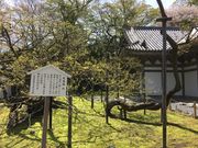 poporonさんの瑞巌寺の臥龍梅の投稿写真1
