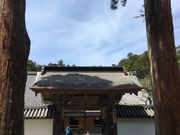 poporonさんの瑞巌寺の臥龍梅の投稿写真2