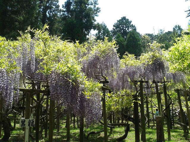 藤棚_春日大社萬葉植物園(神苑)