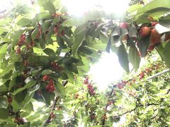 Coteさんのきよし∞のうえんへの投稿写真1