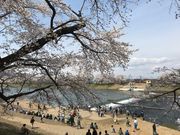 ミルク丸さんの韮神堰の投稿写真1