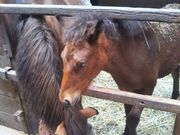 usaさんの木曽馬の里 木曽馬乗馬センターの投稿写真1