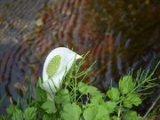 moruさんの分水嶺公園の投稿写真3