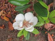 鶴亀松竹梅扇さんの稲沢市荻須記念美術館の投稿写真4