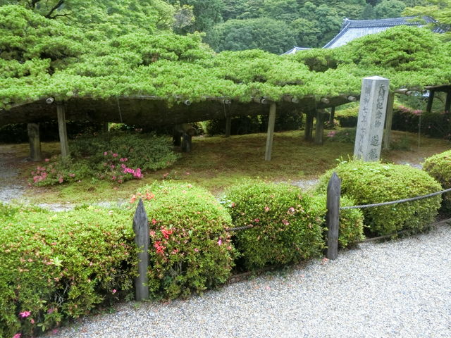善峯寺遊龍の松