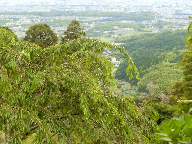 三鈷寺