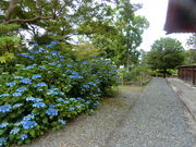 やんまあさんの乙訓寺の牡丹の投稿写真1