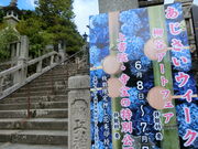 やんまあさんの柳谷観音楊谷寺のあじさいの投稿写真1