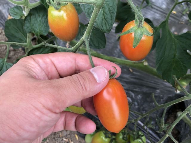 トマト収穫食べ放題_デリシャスファーム