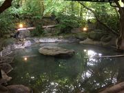 poporonさんの山しのぶの投稿写真1