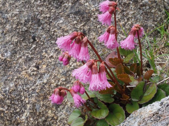 コイワカガミ_千畳敷カールの高山植物
