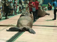 ゼロ距離水族館 伊勢シーパラダイスの写真1