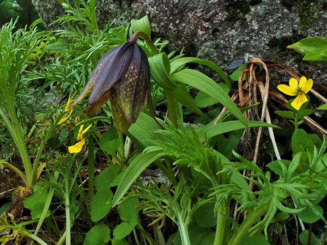 クロユリとキバナノコマノツメ_千畳敷カールの高山植物