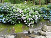 のほほん気分さんの雀川砂防ダム公園の投稿写真1