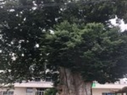 ひげはんさんの東根の大ケヤキの投稿写真1