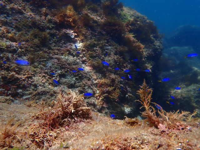 きれいな魚がいっぱい_ルビーナダイバーズ