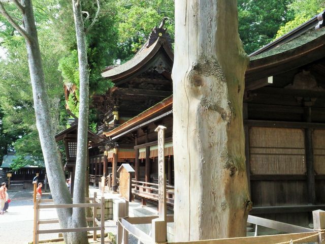 天覧の白松と秋宮一之御柱_諏訪大社下社秋宮