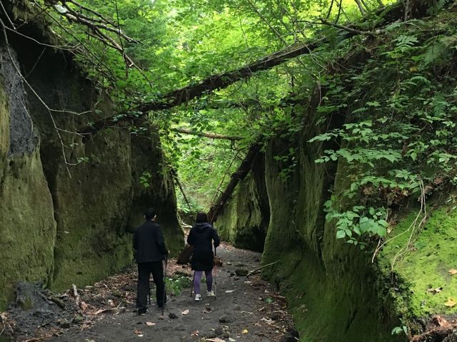 苔の回廊_Discoveries