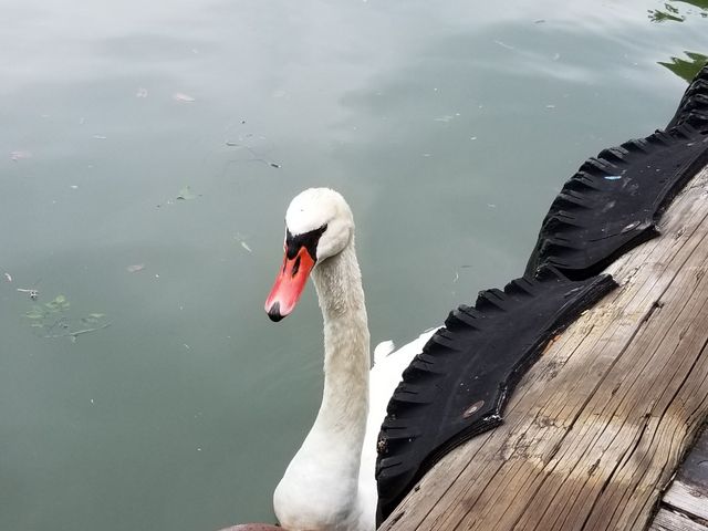 人慣れした白鳥_帝釈峡遊覧船