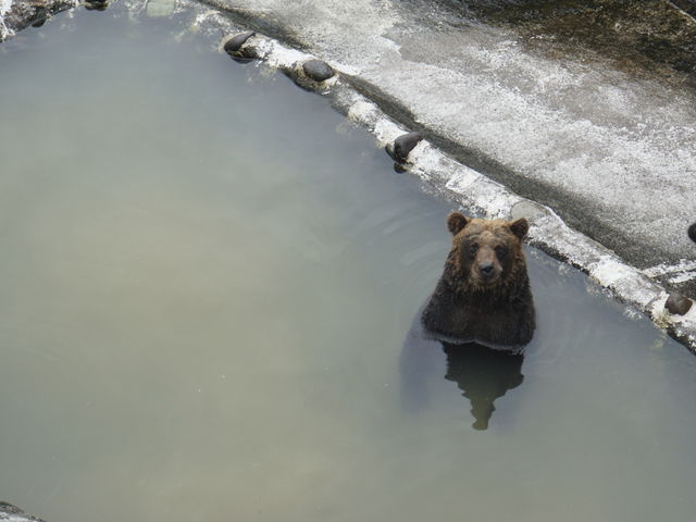 ほかのクマがおやつちょーだいアピールをするなかで、無反応のクマ。_のぼりべつクマ牧場