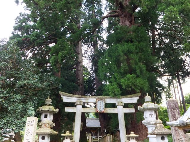 栢野の大杉