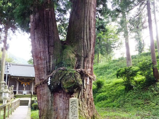 栢野の大杉