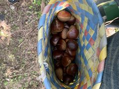 ぴろさんのぎふ里山景観研究所への投稿写真1