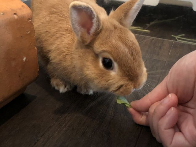 えさあげ体験もプランに含まれていました(^^)_うさぎに出会えるカフェ・ミニヨン