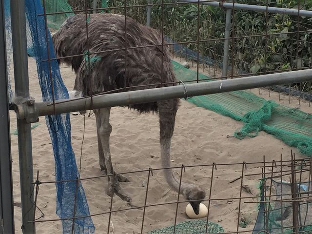 建物裏側にいたダチョウ。
足元に卵が!_道の駅 豊栄