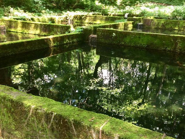 不思議な水溜め?苔生していて幻想的_木谷沢渓流