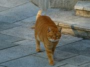 マックさんの大泉緑地の投稿写真15